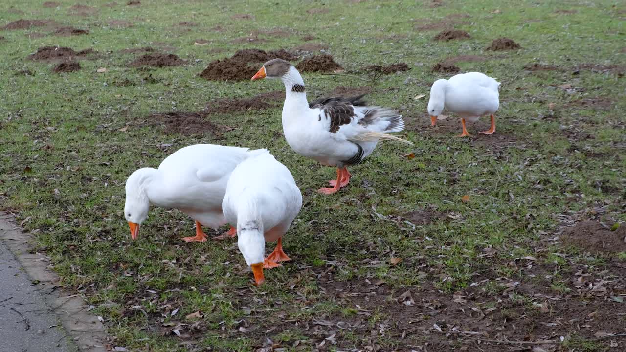 grupo de gansos blancos caminando sobre la hierba y sobre un