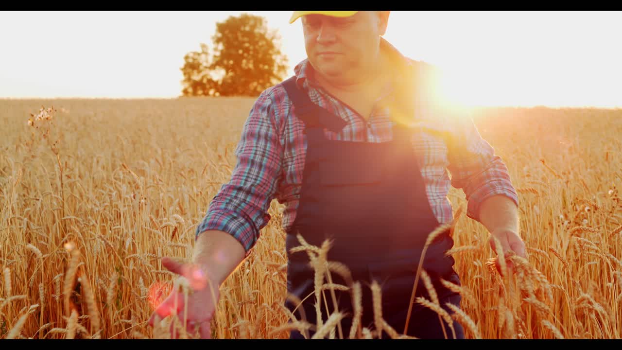 Farmer Inspecting Wheat Field at Sunset