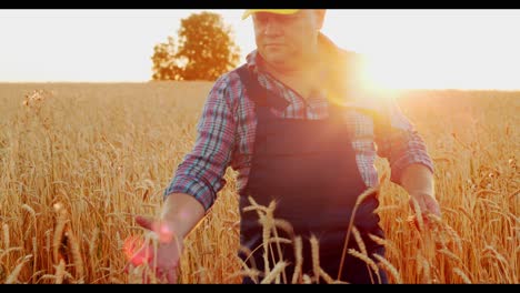 farmer inspecting wheat field at sunset