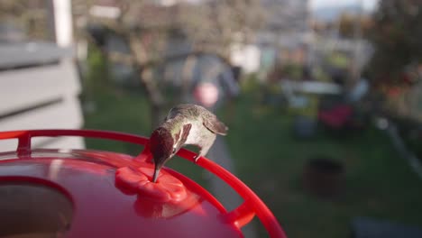 hummingbird feeding wide angle slow motion