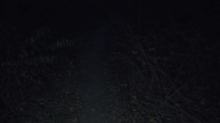 Dark and Mysterious Forest at Night