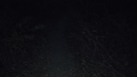 dark and mysterious forest at night