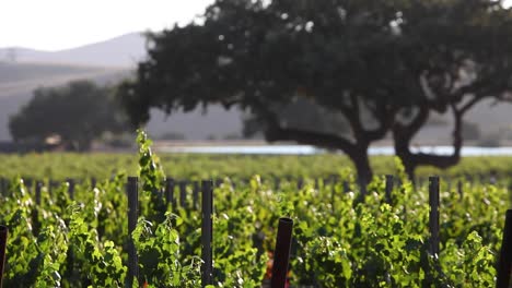 Beautiful-late-afternoon-light-in-a-vineyard-in-the-Santa-Ynez-Valley-AVA-of-California