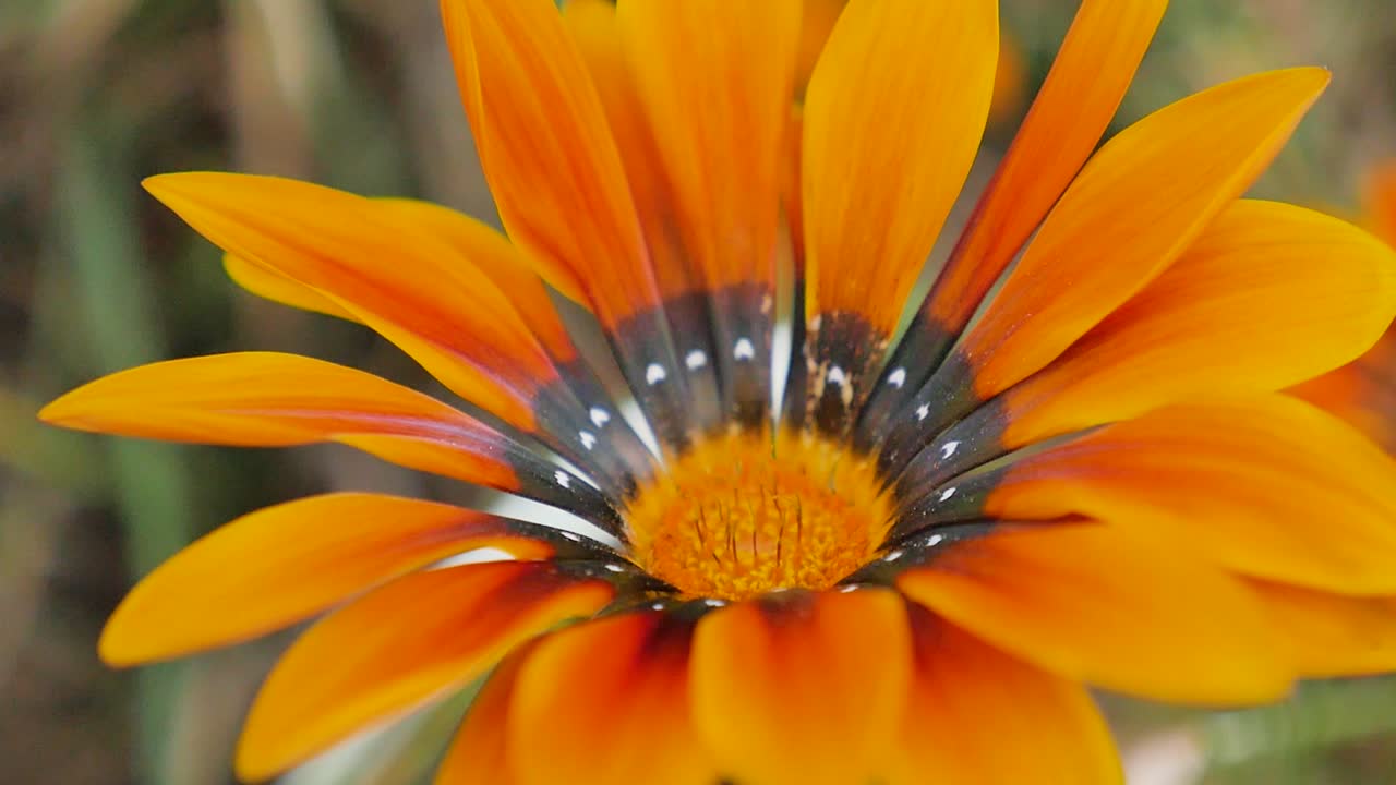 African Daisy in a field
