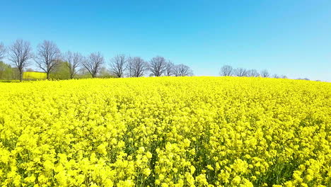 Aerial-fly-by-shot-of-vibrant-yellow-rapeseed-flowers-in-Poland-farm