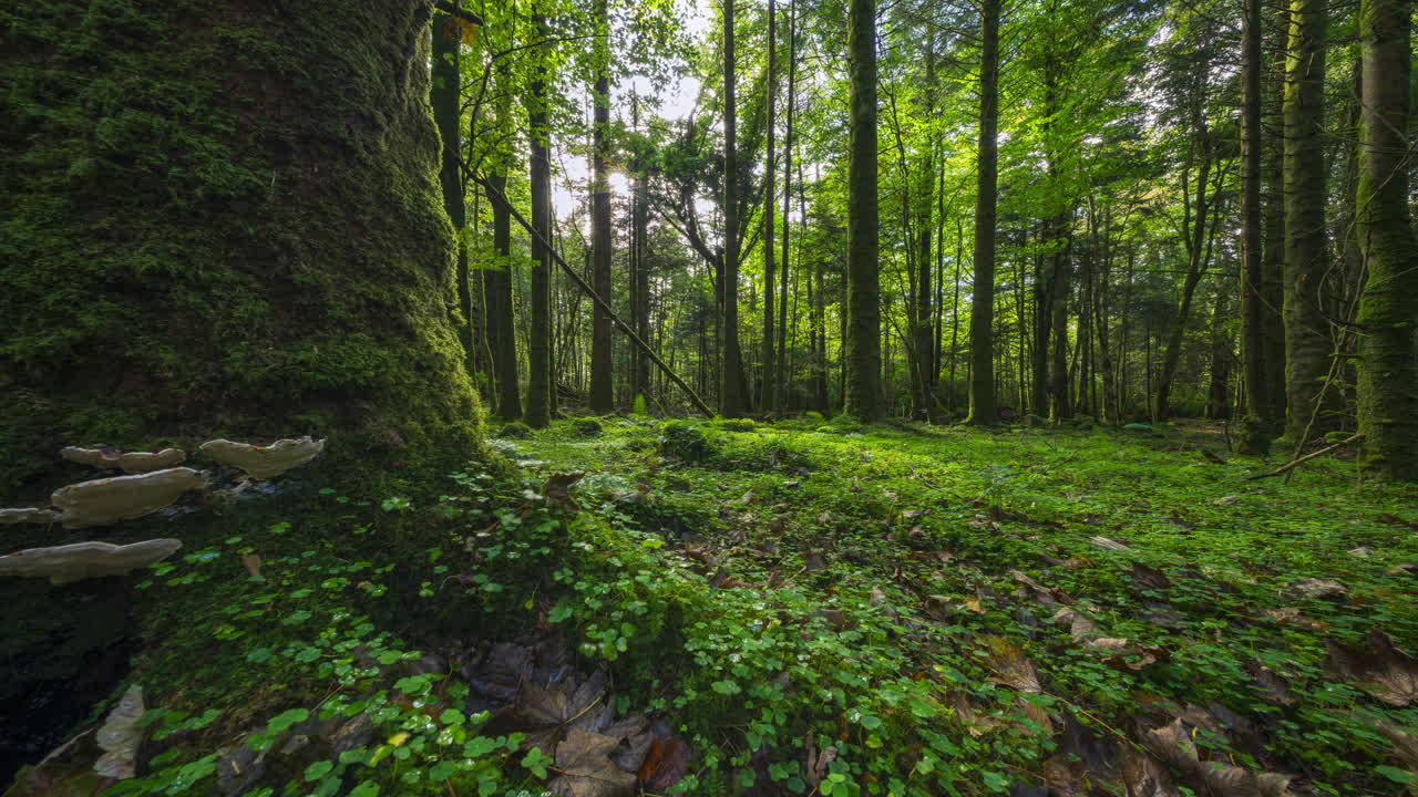 Timelapse del sole all'orizzonte basso che splende tra gli alberi, entrando in una foresta decidua con trifoglio e funghi in primo piano e proietta ombre durante una giornata parzialmente soleggiata in Irlanda