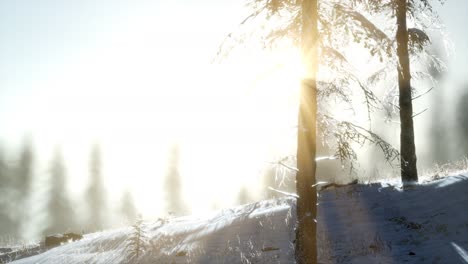 Herrliche-Weihnachtsszene-Im-Bergwald.-Bunter-Wintersonnenaufgang