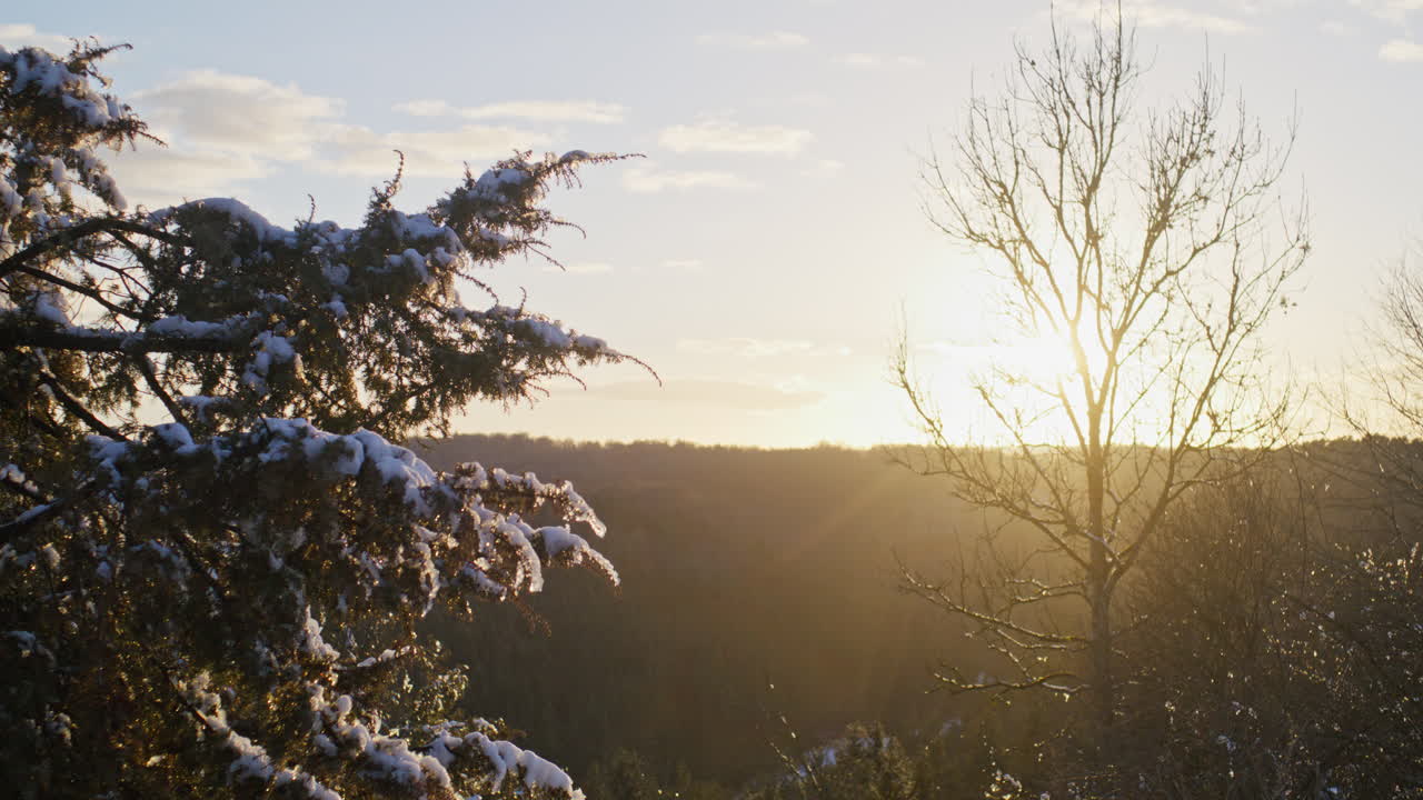 화창한 겨울 저녁에 바람에 움직이는 나무의 정적 샷