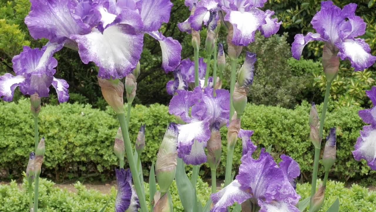 Lila Schwertlilien in einem üppigen Garten, die natürliche Schönheit und Ruhe zeigen