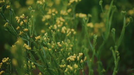 close-up of yellow wildflowers in a green field