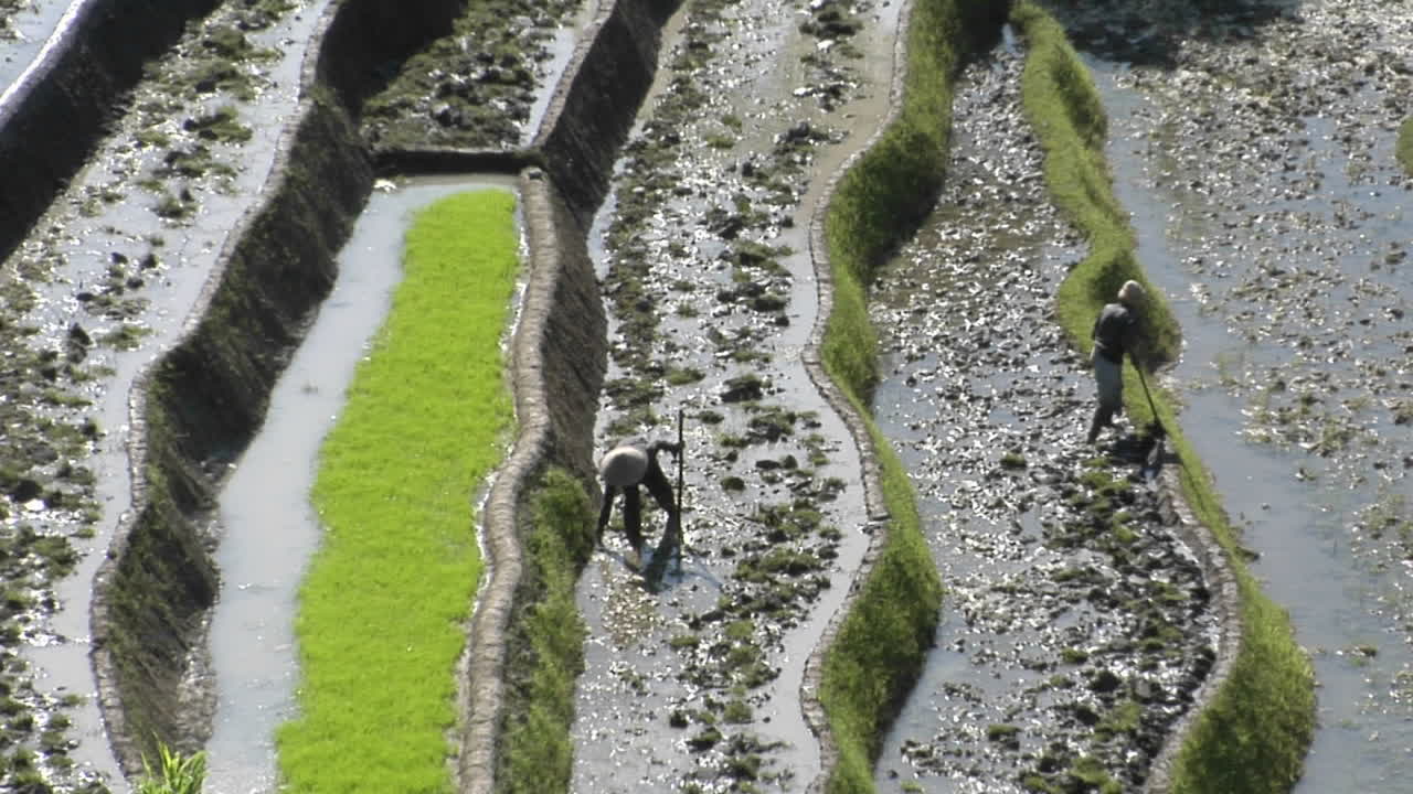 la gente trabaja en un campo de arroz en terrazas 1