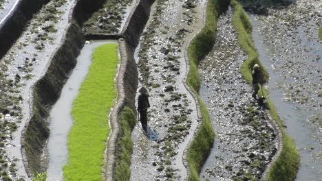 People-Work-In-A-Terraced-Rice-Field-1