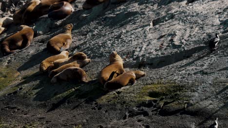 Lobos-Marinos-Descansando-En-Las-Islas-De-Montaña-Rocosa-En-El-Canal-Beagle,-Sur-De-Argentina