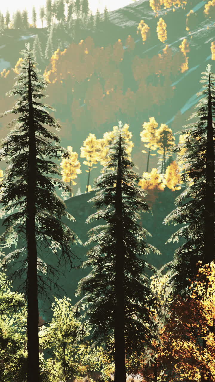 숲 속 의 높은 소나무