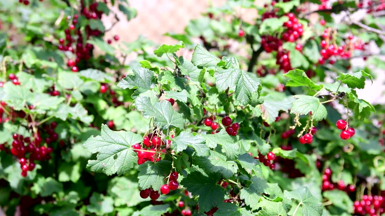 마을 정원에서 은 수박.