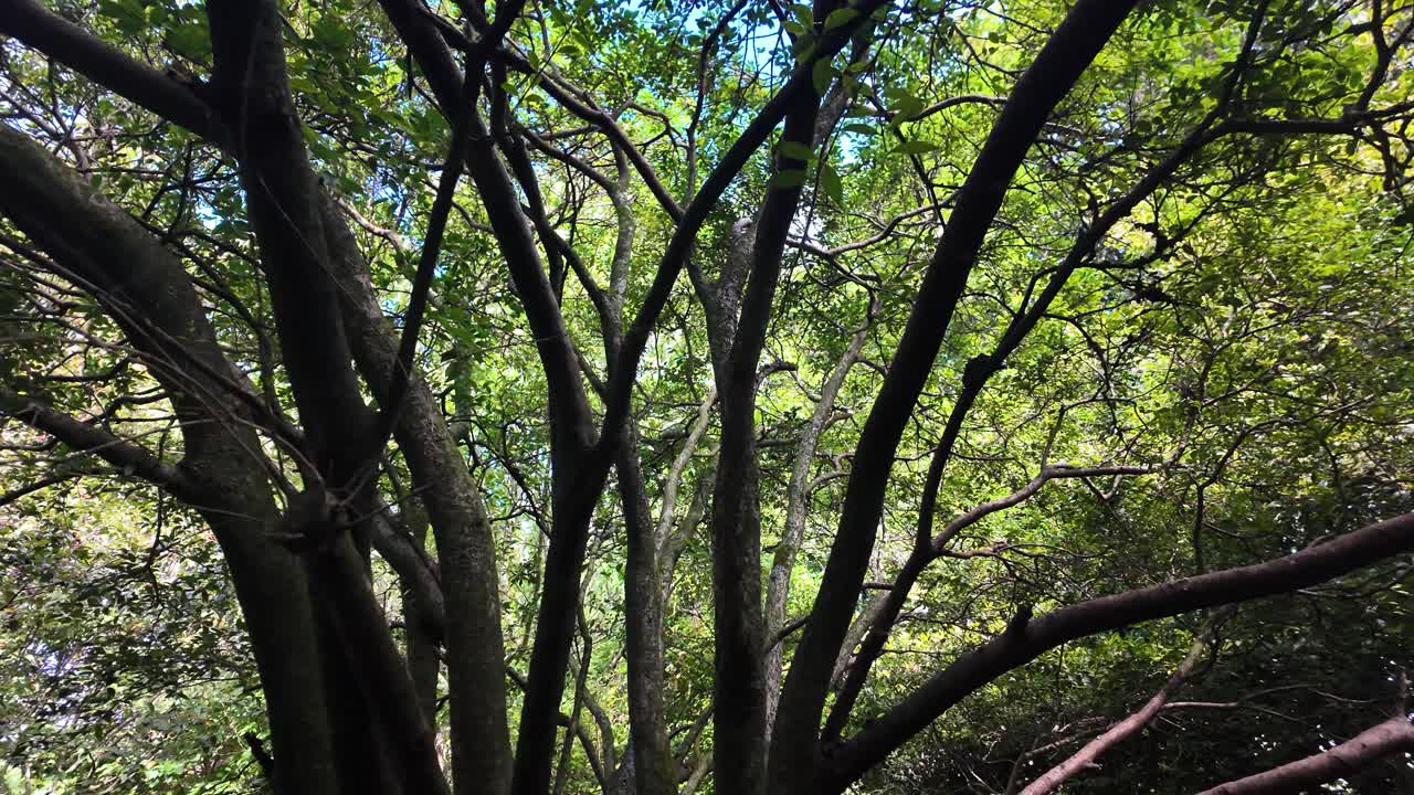 Tree branches and green leaves forming a dense forest canopy with sunlight shining through. push forward shot