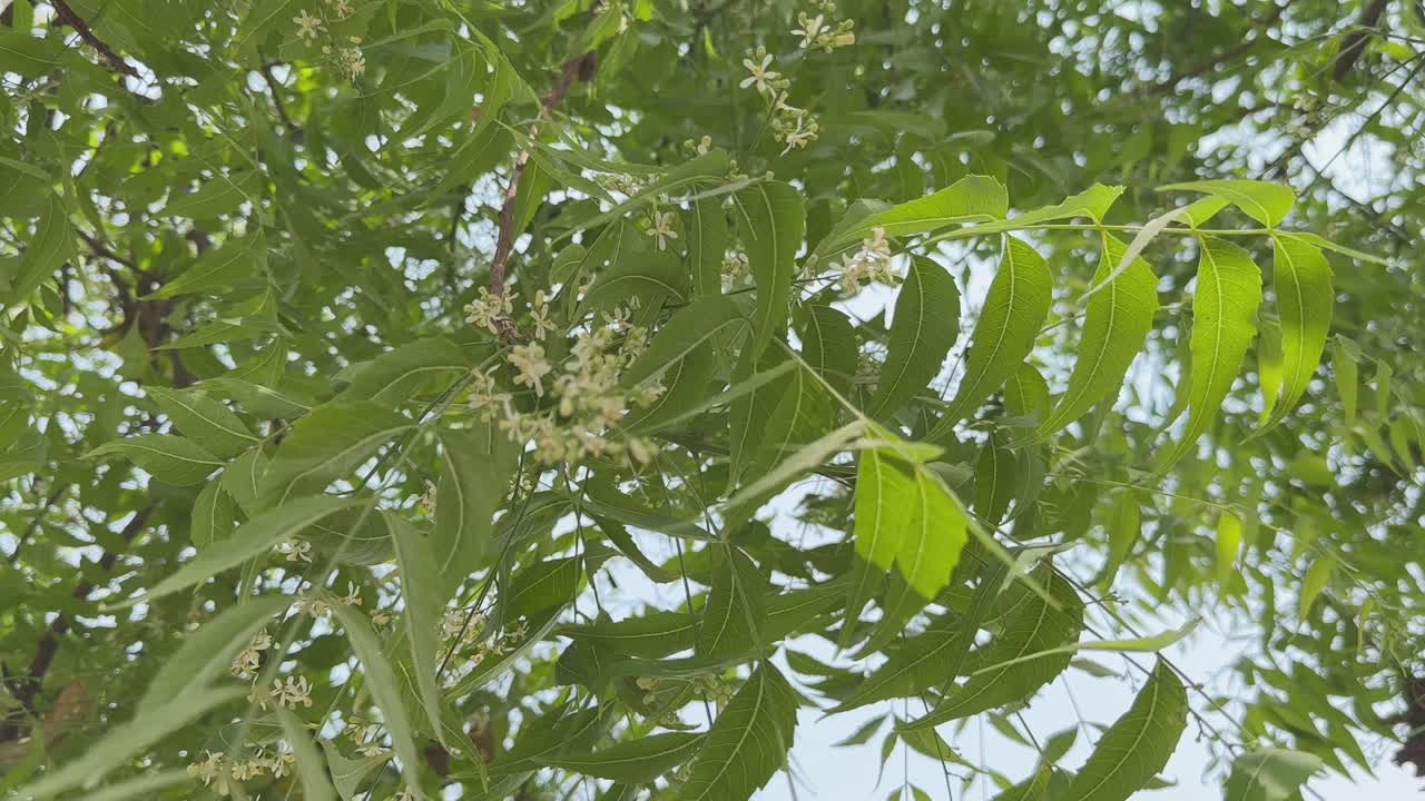 Tree of Neem blooming with small white flower and later bears a small fruits contains oil used as organic pestiside in farming