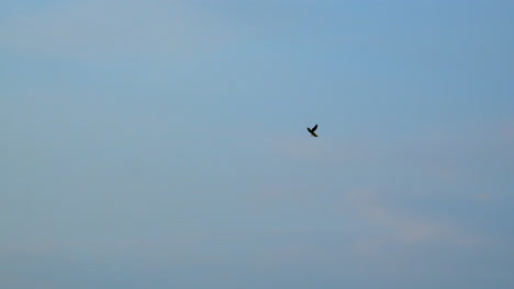 Trainierter-Vogel,-Der-Gefährliche-Personen-In-Der-Nähe-Der-Landebahn-Des-Flughafens-Abwehrt