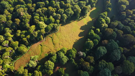 aerial view of a lush green forest