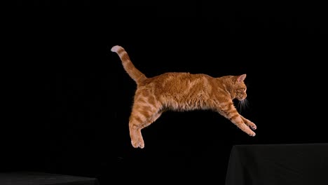 red tabby domestic cat, adult leaping against black background, slow motion 4k