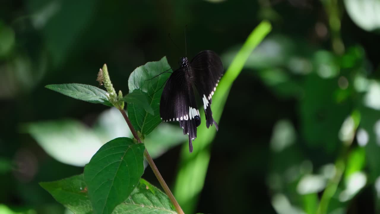 visto desde el lado mientras está encaramado en una hoja con otro insecto en la parte superior de la planta moviéndose con el viento en el bosque, papilio polytes mormon común, tailandia