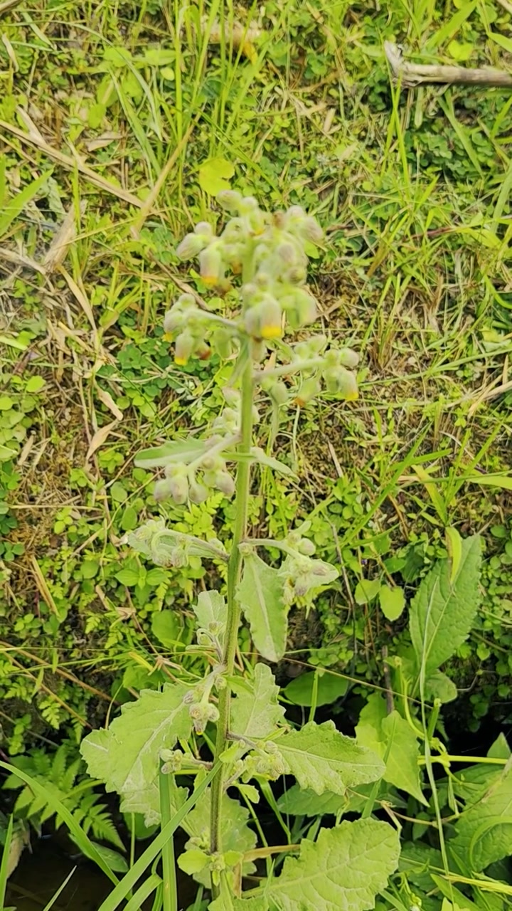 Senecio comune selvatico che cresce in un campo erboso.
