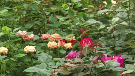 spring roses in the nursery