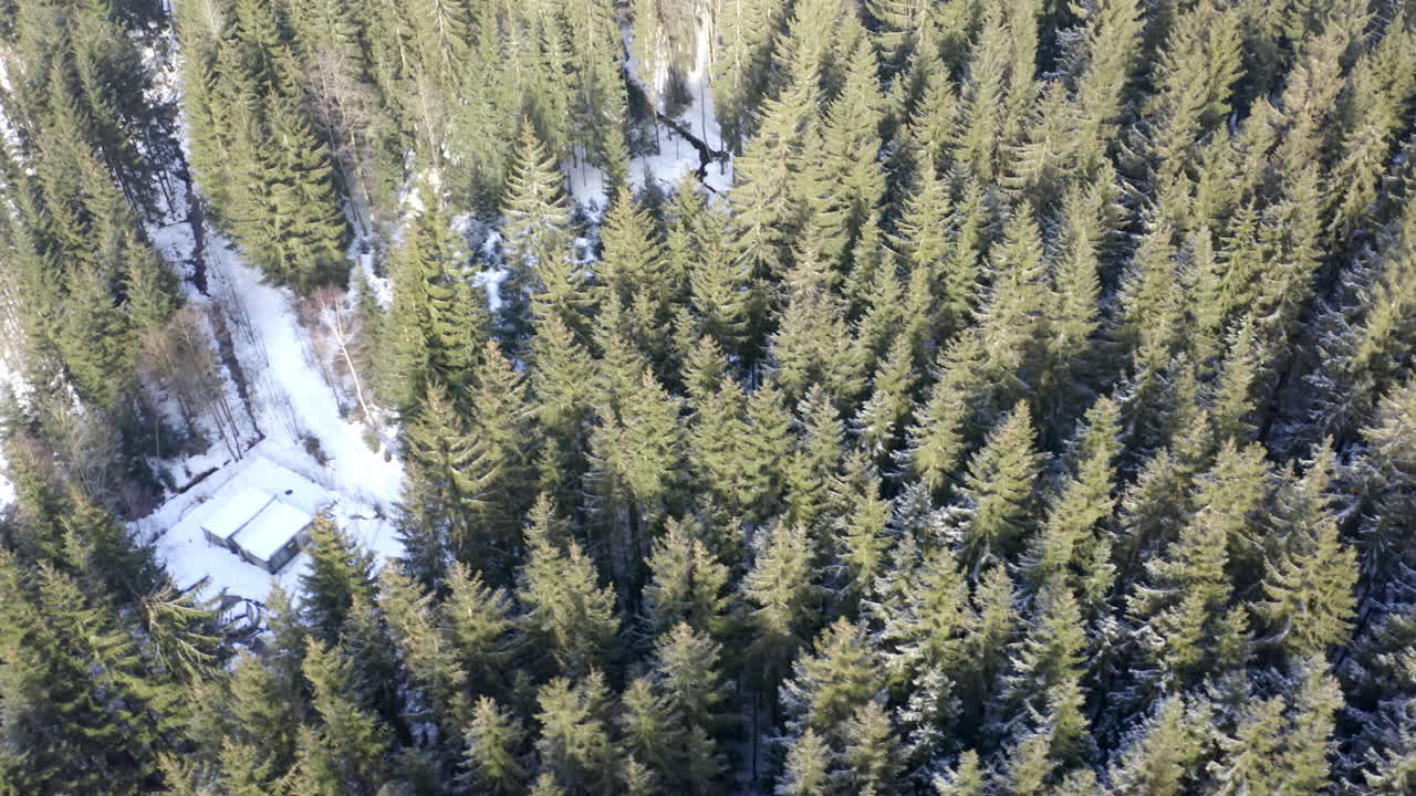 Aerial Shot Of Beautiful Forest Landscape Covered In Snow And Trees During Winter