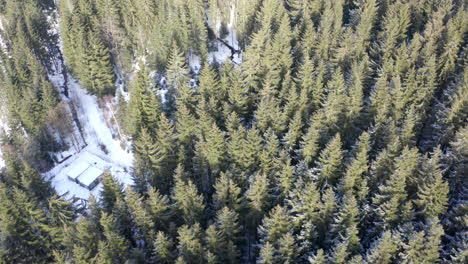 Aerial Shot Of Beautiful Forest Landscape Covered In Snow And Trees During Winter
