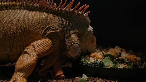 iguana masticando una ensalada saludable en cautiverio.