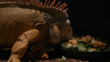 iguana chewing on a healthy salad in captivity