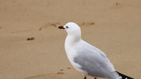 a red-billed gull walks along the sandy beach at point lonsdale, captured in natural lighting with a calm atmosphere