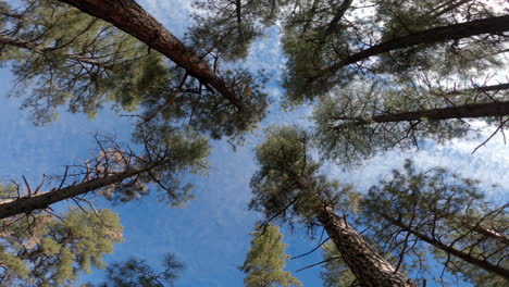 rotating shot of tall pine trees facing the blue sky