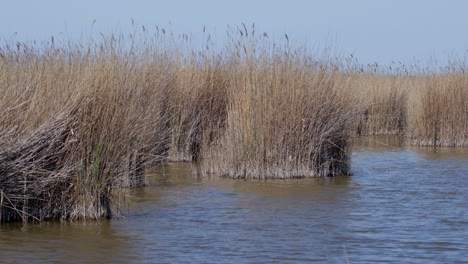 wid shot of a reed on a sunny and windy day with a duck