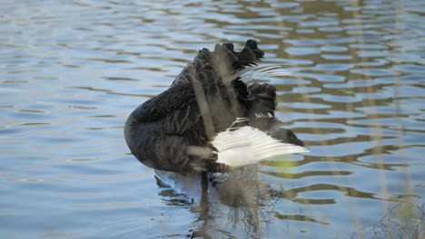 Cisne-Negro-En-La-Orilla-Del-Río-Limpiando-Sus-Alas,-Cámara-Lenta