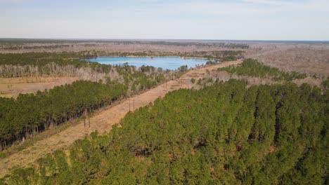 Los-Cables-Eléctricos-Atraviesan-Un-Denso-Bosque-Que-Actúa-Como-Cortafuegos-En-Carolina-Del-Norte