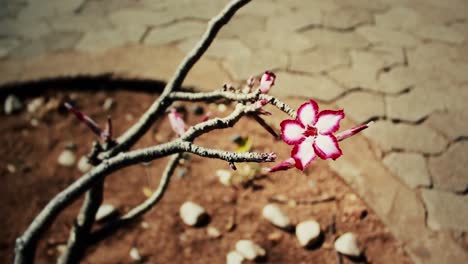 african-floyer,-Impala-Lily