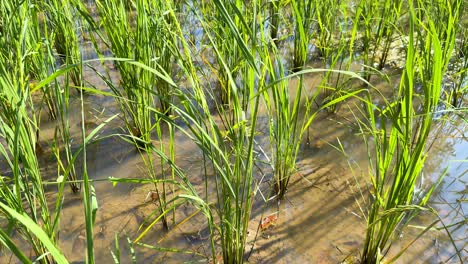 vibrant green rice plants in a sunlit field
