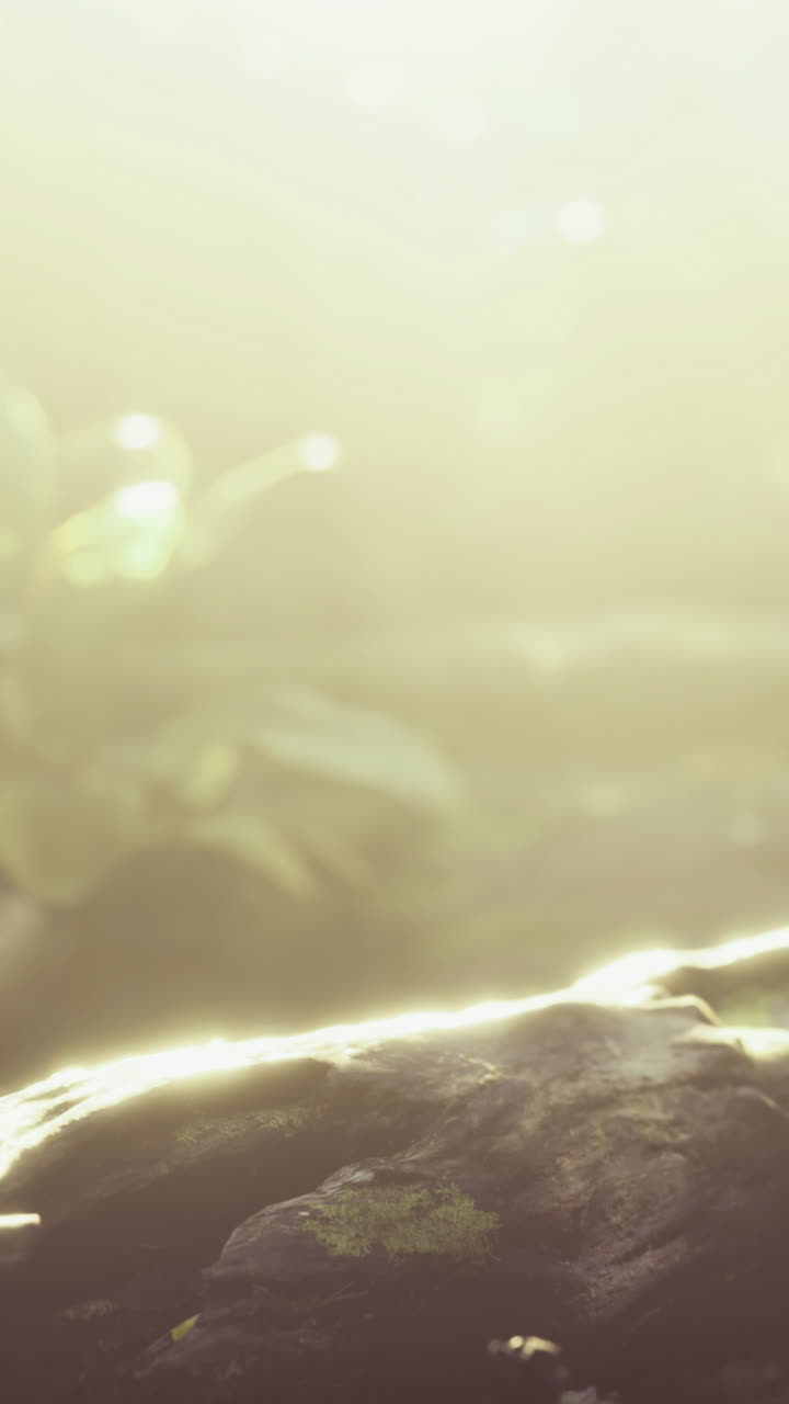 Light shines through leaves on a rock in a natural setting during daytime