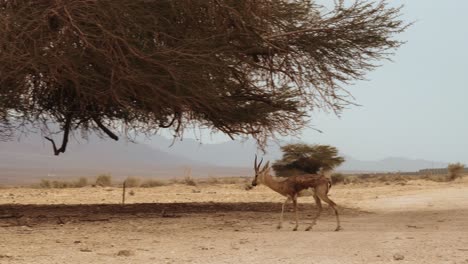 primer plano panorámico de una joven gacela que se dirige a través de un camino de tierra para dirigirse a la sombra debajo de un árbol en hai bar, israel