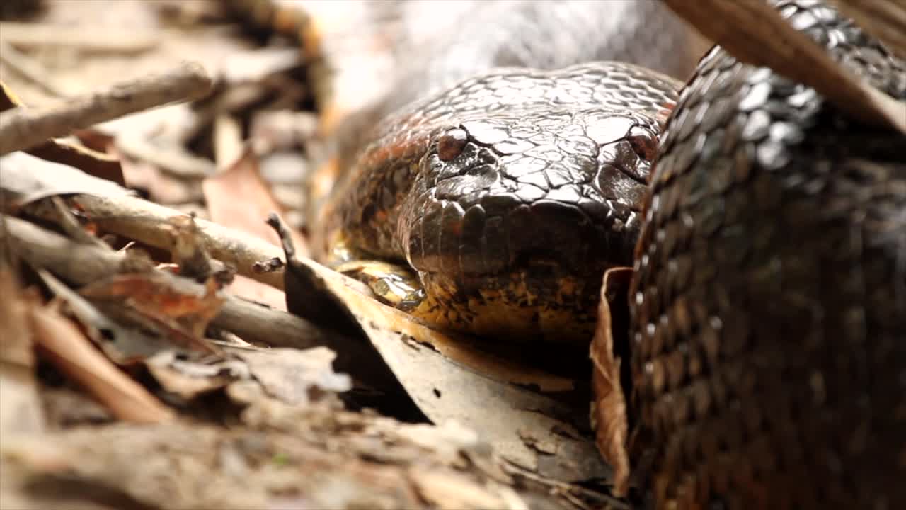 Insane Close-up Of Green Anaconda Flickering It's Tounge