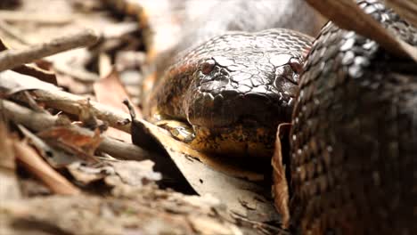 Loco-Primer-Plano-De-Anaconda-Verde-Parpadeando-Es-Tounge