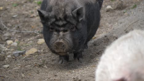 small mini pigs walking around in a swedish pig farm