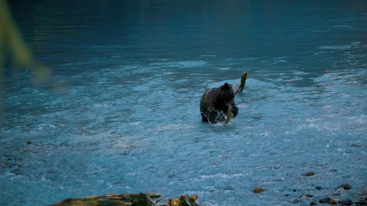 Bear cub catching coho salmon in the Klite River in Toba Inlet at slow motion, Bear viewing in British Columbia, Canada