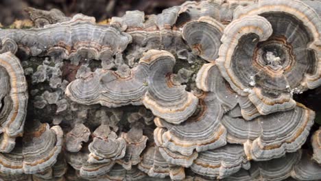 Panning-Over-Wild-Turkey-Tail-Mushrooms