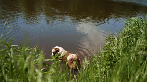 australian shepherd looking for refreshment in the hot summer by the river