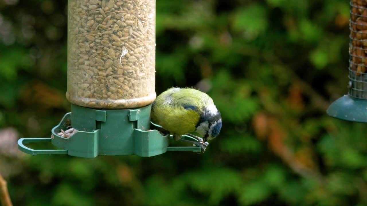Anak Burung Sikatan Biru sedang makan biji bunga matahari