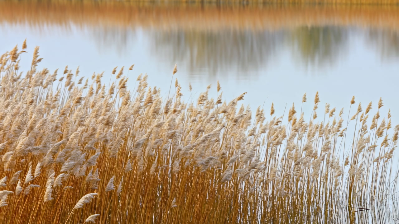 Golden Reeds By Calm Lake Cinematic Filmmaker Perspective Closeup Showing Swaying Seedheads And Soft