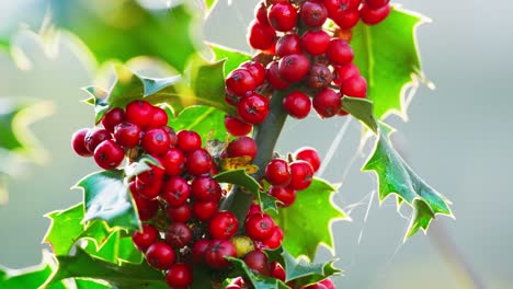 close-up video: holly bush illuminated by morning sun, vivid green leaves shining, and christmas berries glistening with morning dew