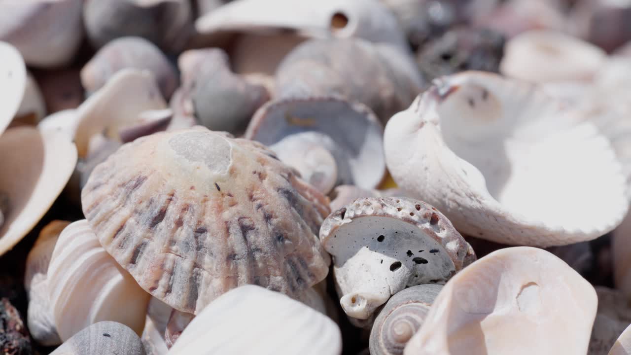 Coastal environment, marine insects, textured shell patterns, close-up
